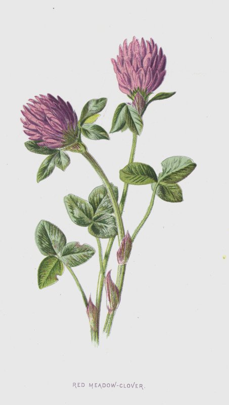 Trifoglio dei prati rosso da Frederick Edward Hulme