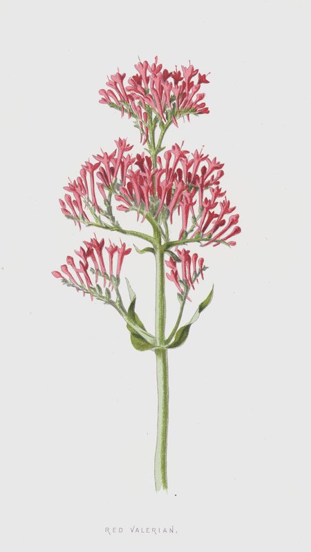 Valeriana rossa da Frederick Edward Hulme