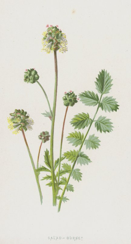 Pimpinella da Frederick Edward Hulme