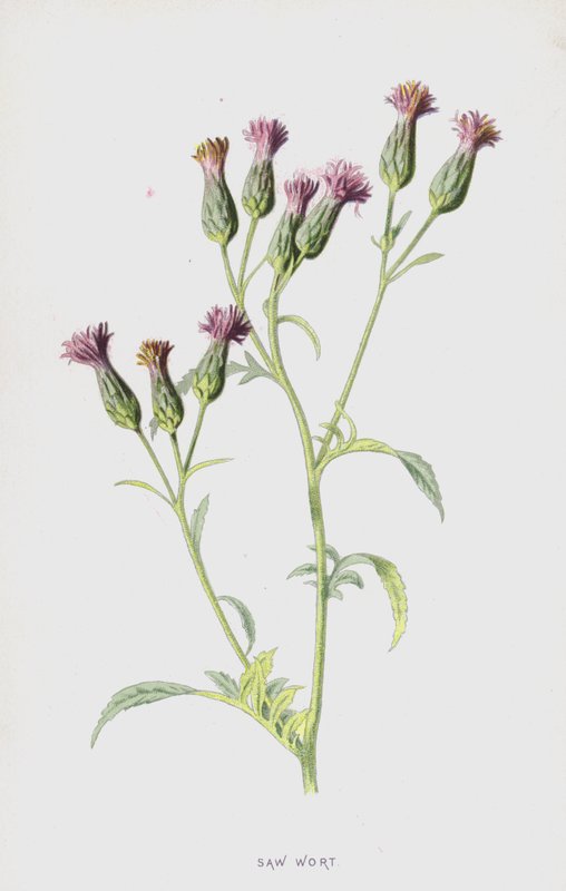 Serratula da Frederick Edward Hulme