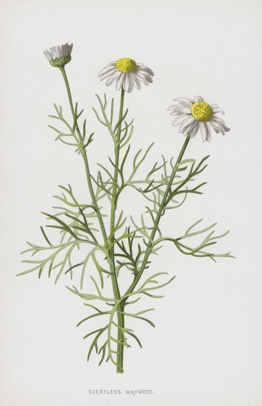 Camomilla Inodore da Frederick Edward Hulme