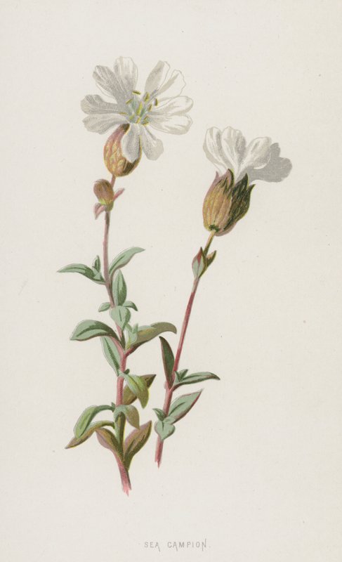 Silene Marittima da Frederick Edward Hulme