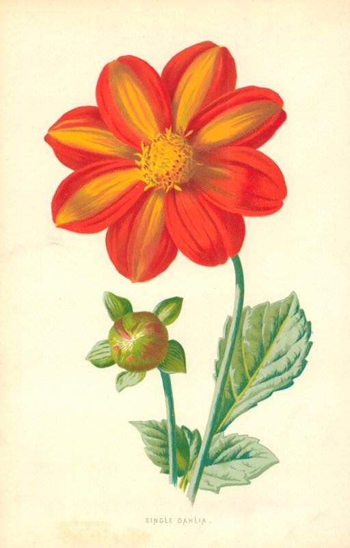 Dalia singola da Frederick Edward Hulme
