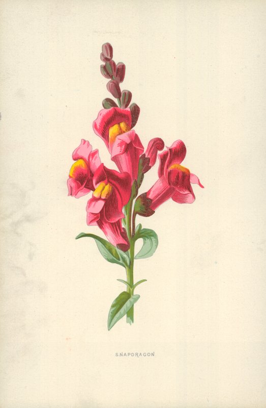 Bocca di leone da Frederick Edward Hulme