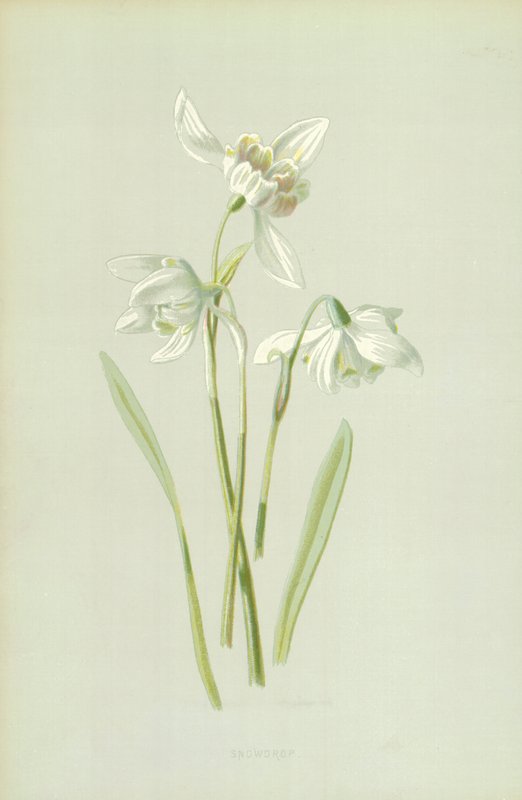 Bucaneve da Frederick Edward Hulme