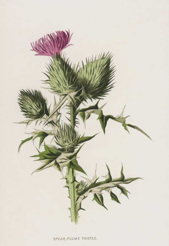 Cardo Lanciato da Frederick Edward Hulme