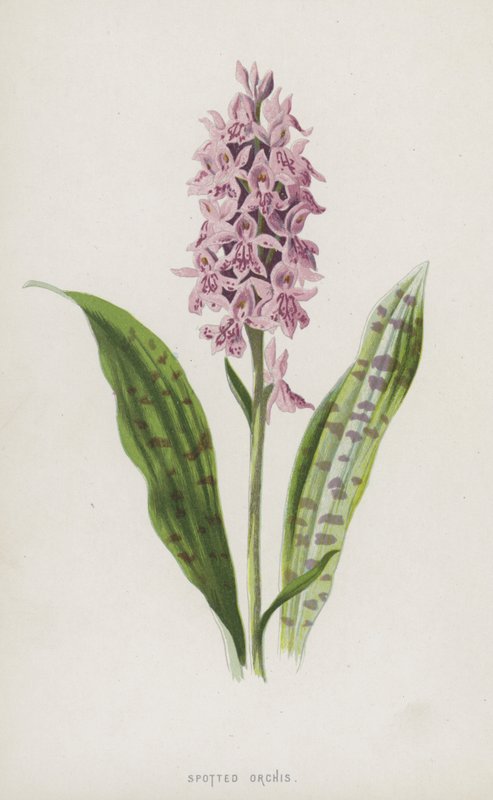 Orchidea Maculata da Frederick Edward Hulme