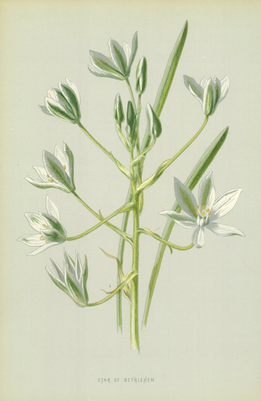 Stella di Betlemme da Frederick Edward Hulme