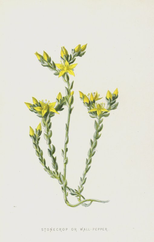Borracina da Frederick Edward Hulme