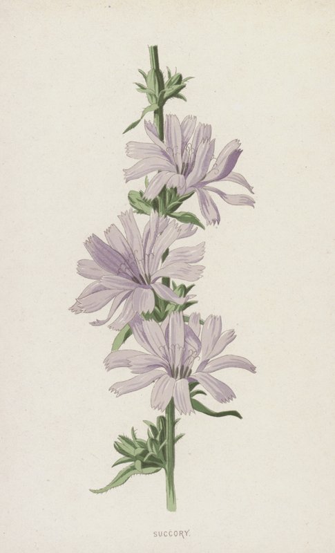 Cicoria da Frederick Edward Hulme