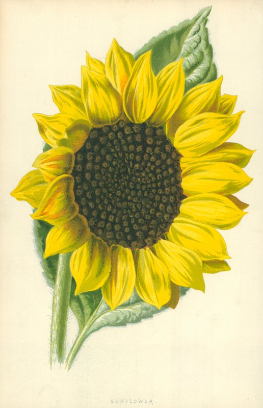 Girasole da Frederick Edward Hulme
