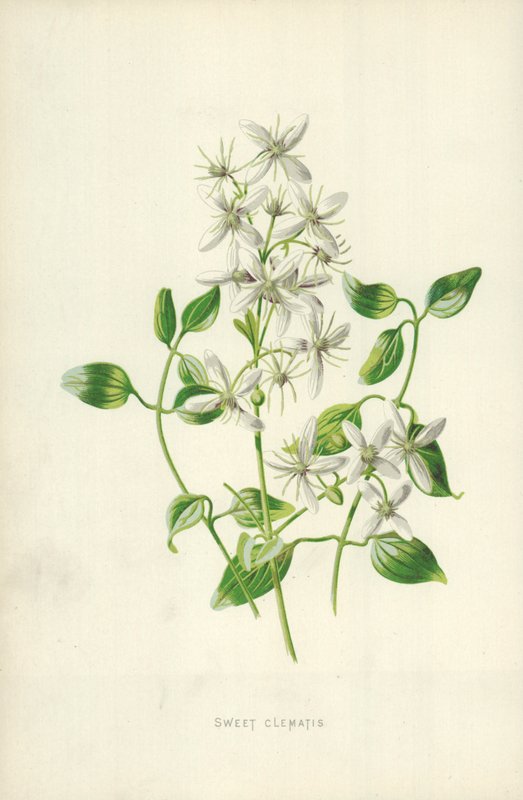 Dolce Clematide da Frederick Edward Hulme