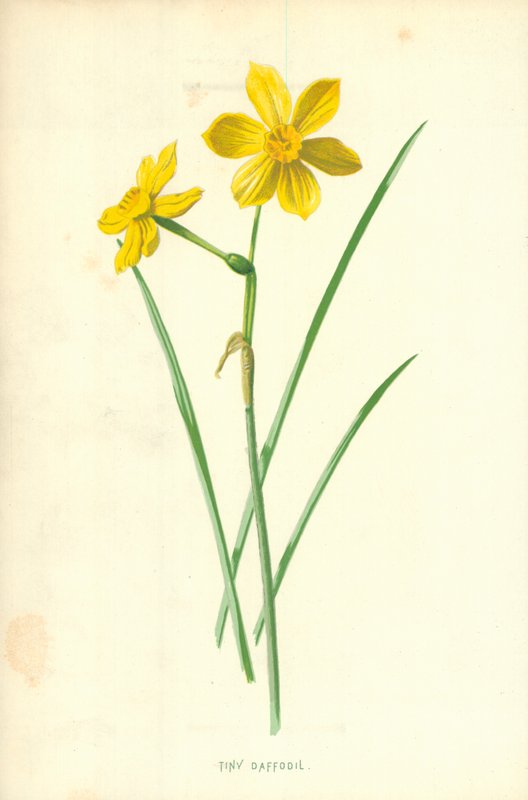 Piccolo narciso da Frederick Edward Hulme