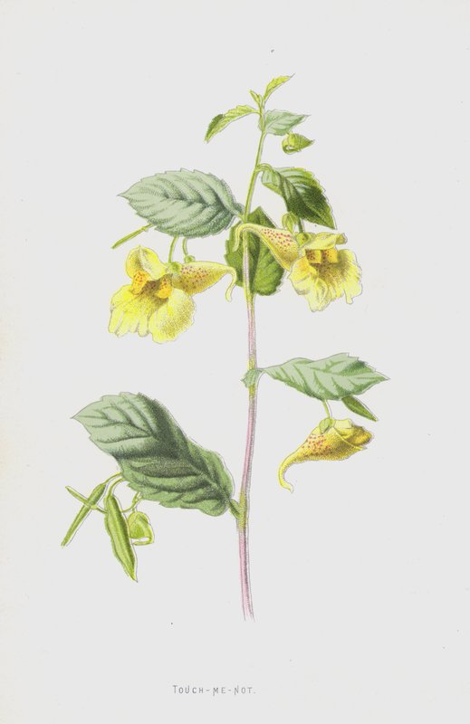 Non mi toccare da Frederick Edward Hulme