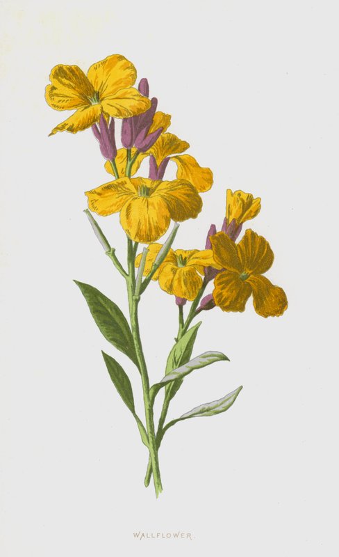 Violaciocca da Frederick Edward Hulme