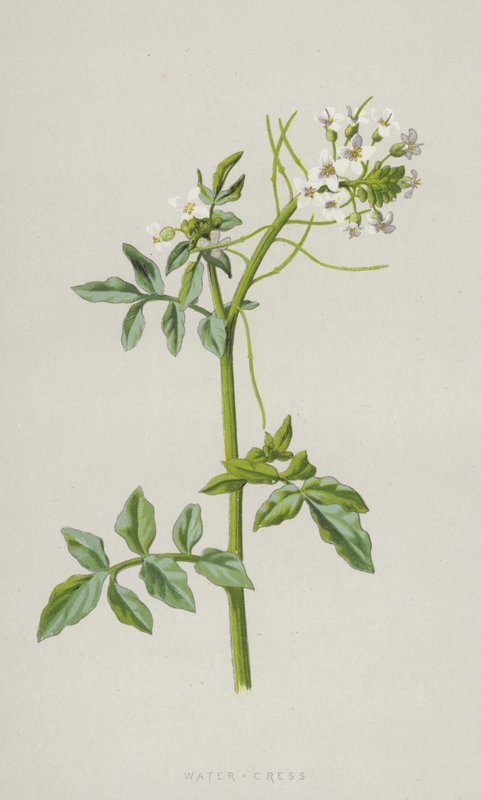 Crescione da Frederick Edward Hulme