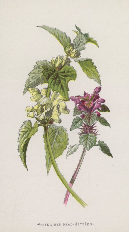 Ortica bianca e rossa da Frederick Edward Hulme