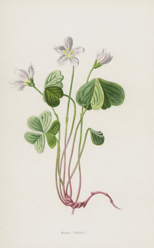 Acetosella da Frederick Edward Hulme