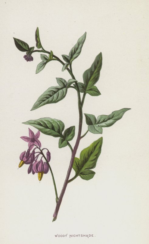 Solano dulcamara da Frederick Edward Hulme