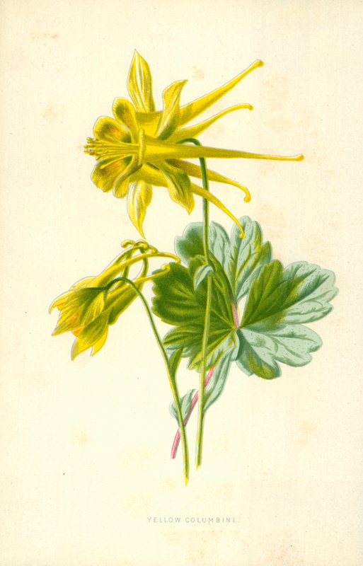 Colombina gialla da Frederick Edward Hulme