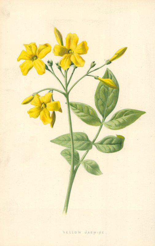 Gelsomino giallo da Frederick Edward Hulme