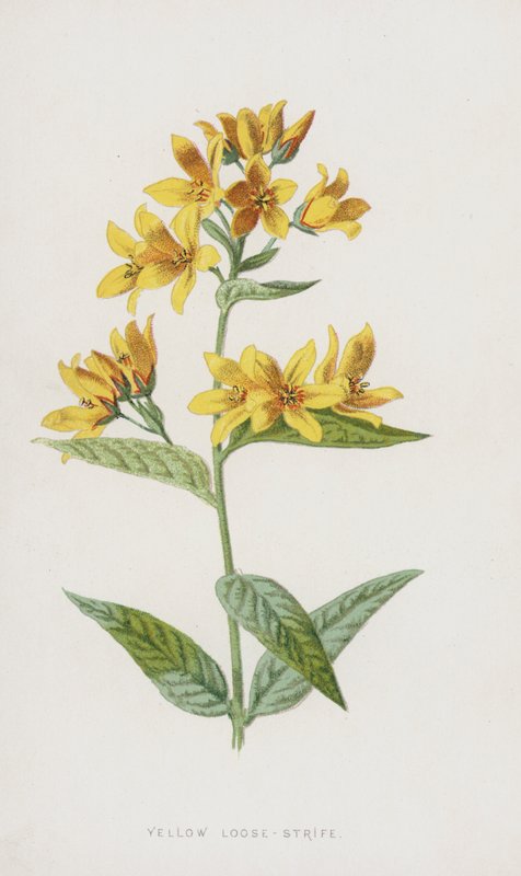 Lysimachia punctata da Frederick Edward Hulme