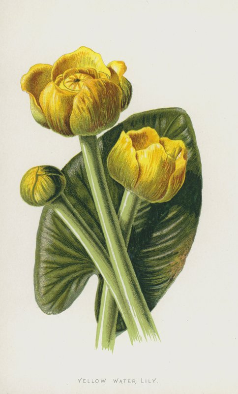 Ninfea gialla da Frederick Edward Hulme