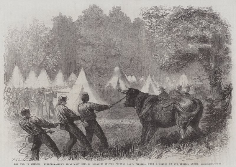 La guerra in America, Dipartimento del Quartiermastro, uccisione di buoi nel campo federale, Virginia da Frederick John Skill