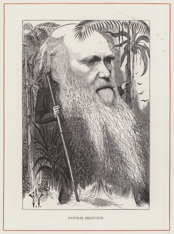 Charles Darwin, Selezione naturale da Frederick Waddy