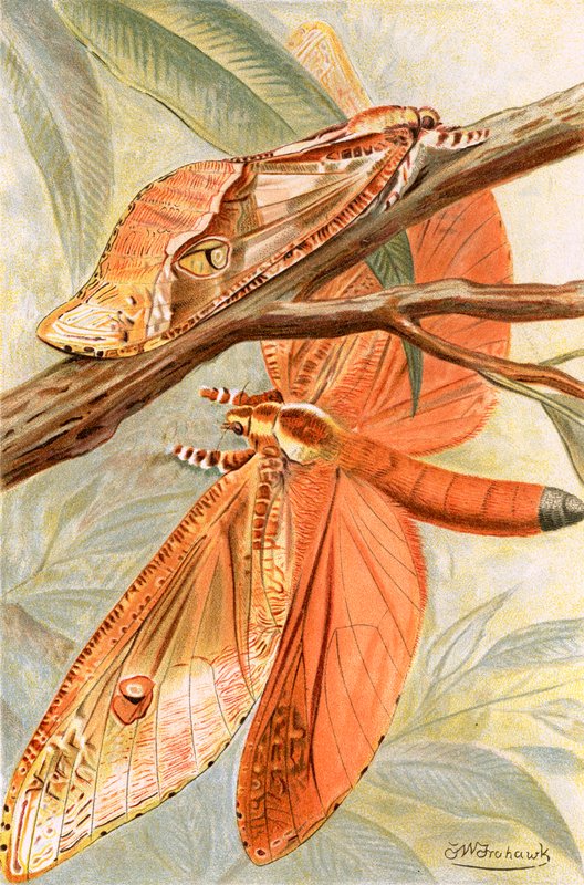 Falena gigante da Frederick William Frohawk