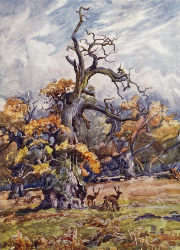Parco di Packington da Frederick William Newton Whitehead