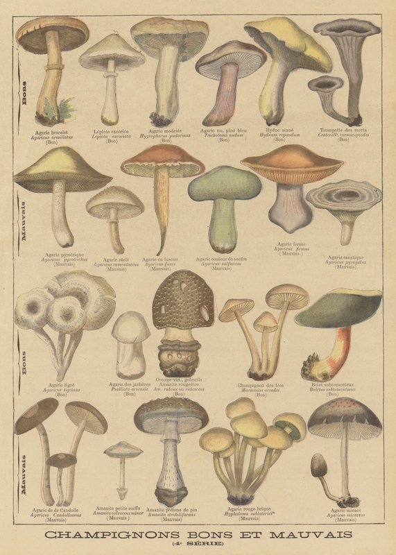 Funghi commestibili e velenosi da French School