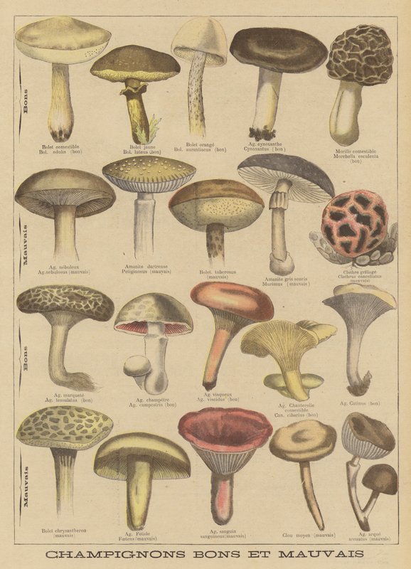 Funghi commestibili e velenosi da French School