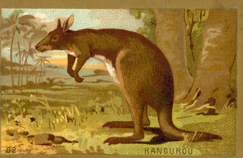 Canguro da French School