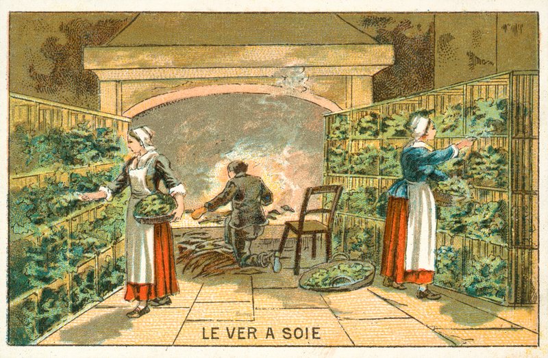 Allevamento di bachi da seta da French School