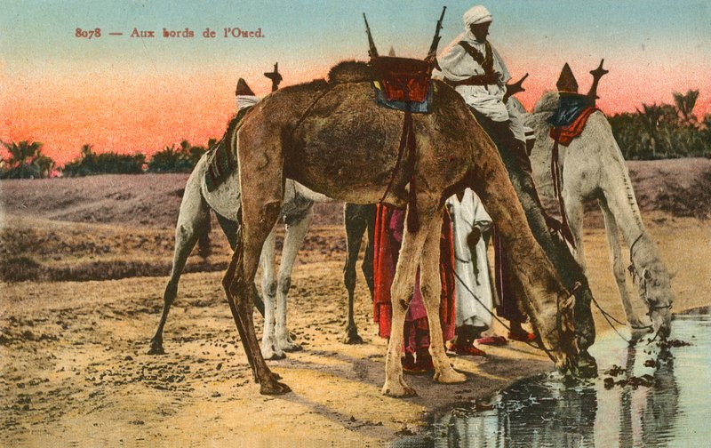 Cammelli che bevono al bordo del fiume Oued, Algeria da French Photographer