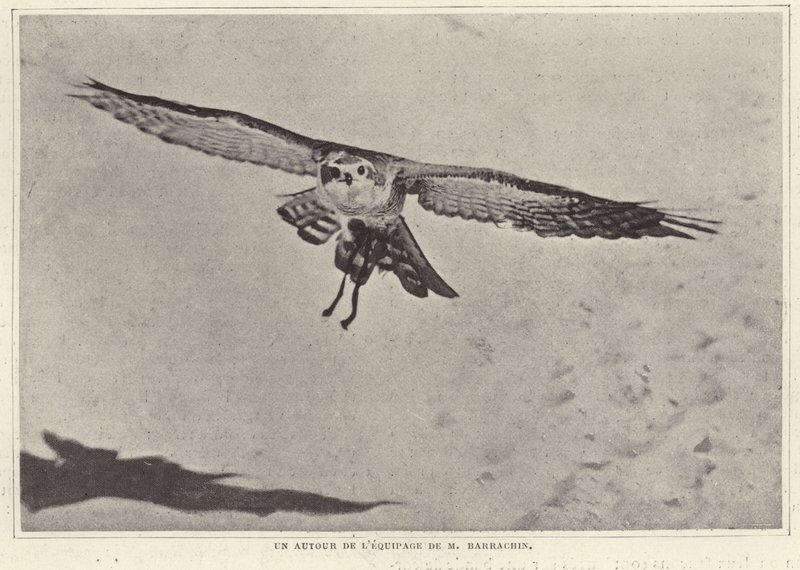 Uno degli uccelli di M Barrachin da French Photographer