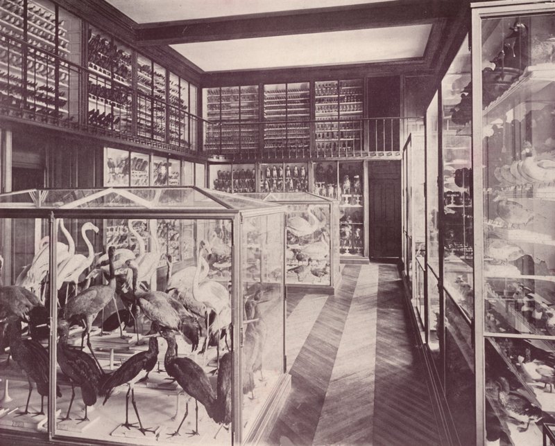 Parigi: Galleria degli Uccelli, Museo di Storia Naturale da French Photographer