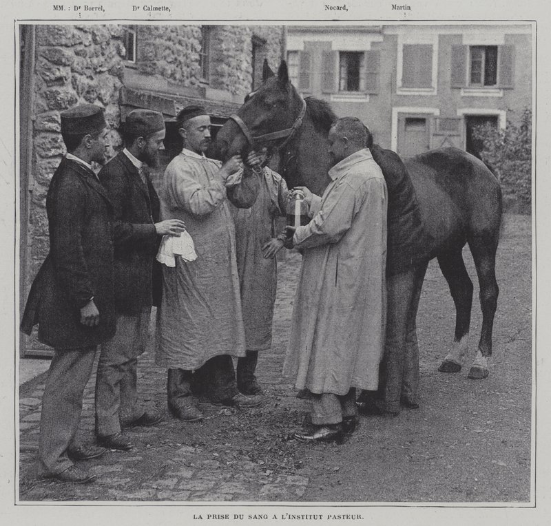Prelievo di un campione di sangue da un cavallo all