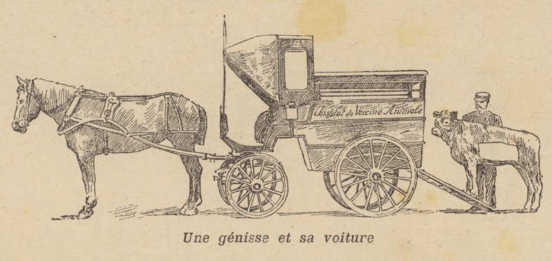 Una giovenca caricata su un carro da French School