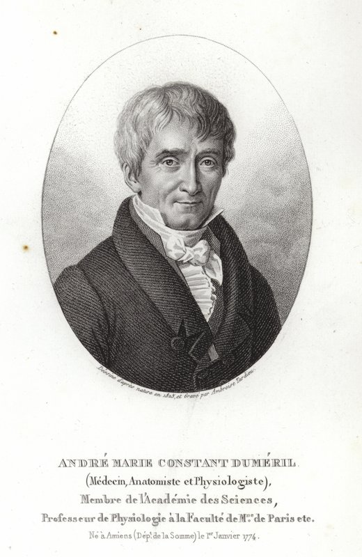André Marie Constant Duméril da French School