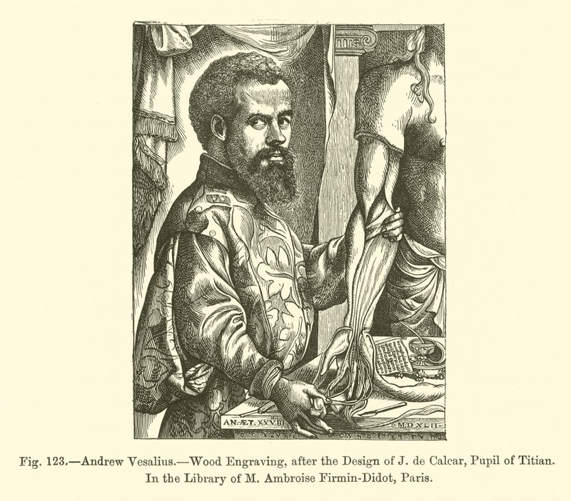 Andrea Vesalio da French School