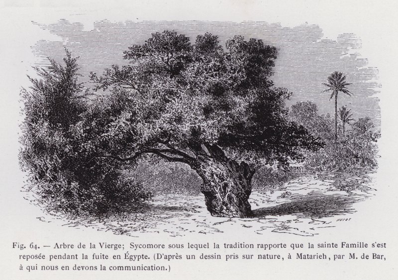 Albero della Vergine; Sicomoro sotto il quale la tradizione riporta che la Sacra Famiglia si sia riposata durante la fuga in Egitto, da un disegno preso dal vero, a Matarieh, da M. de Bar, a cui dobbiamo la comunicazione (incisione) da French School