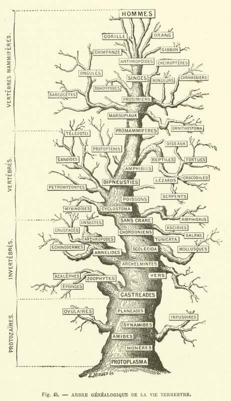 Albero genealogico della vita terrestre da French School