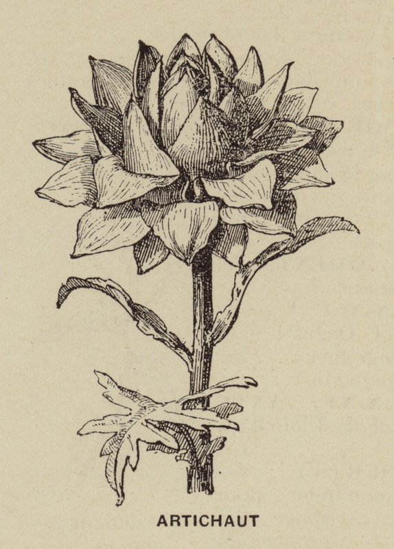 Carciofo da French School