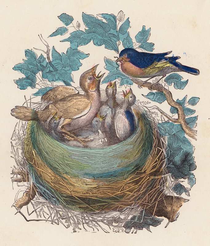 Uccello che nutre i suoi piccoli nel nido da French School