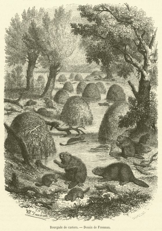 Villaggio di castori da French School