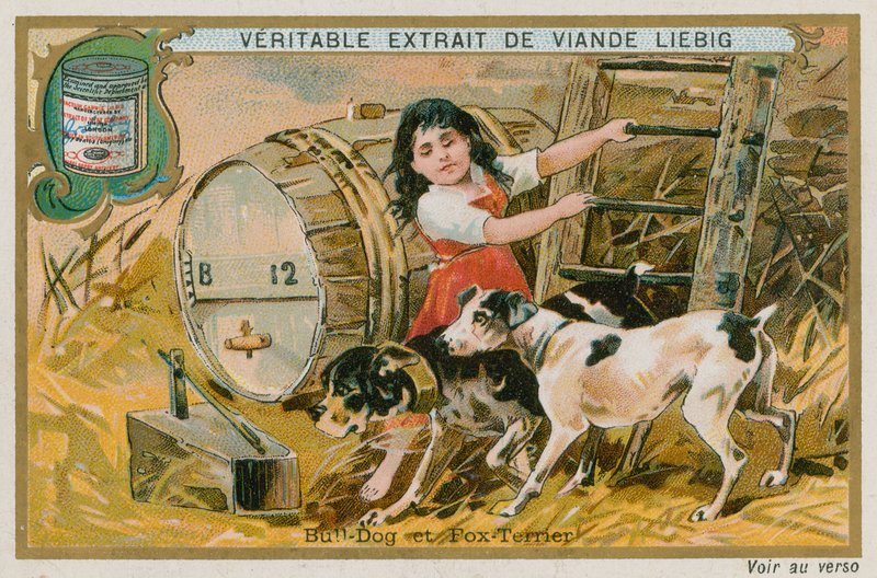 Bulldog e Fox Terrier da French School