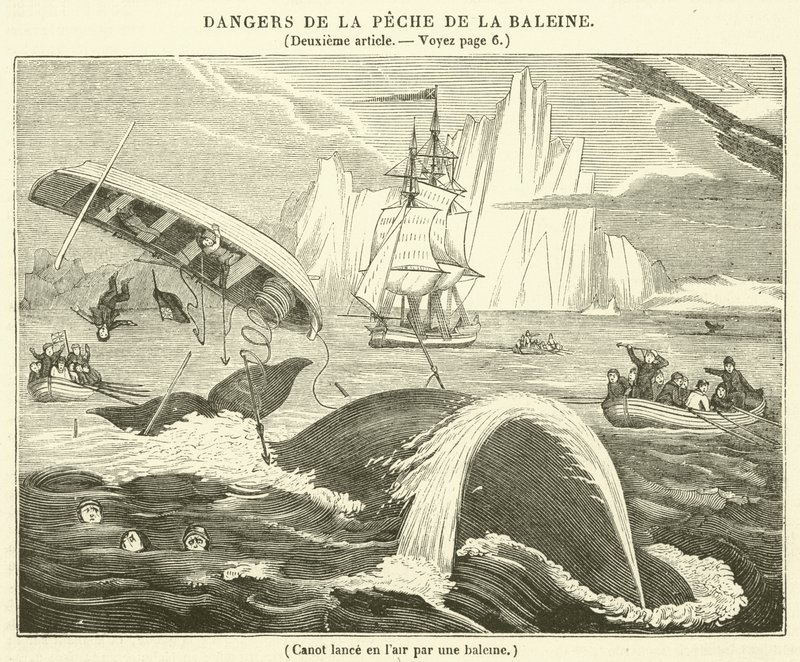 Canoa lanciata in aria da una balena (incisione) da French School