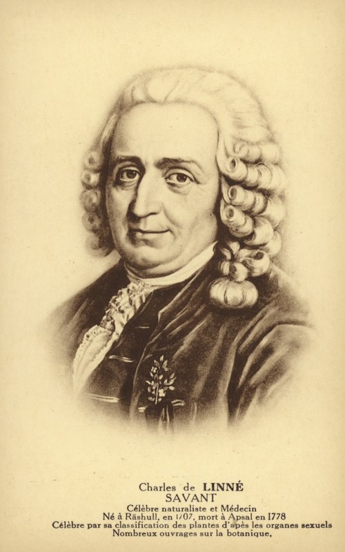 Carl Linnaeus (1707-1778), botanico e zoologo svedese (litografia) da French School